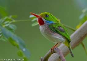 Birdwatching Punta Cana Birding Tours from Punta Cana to Los Haitises National Park