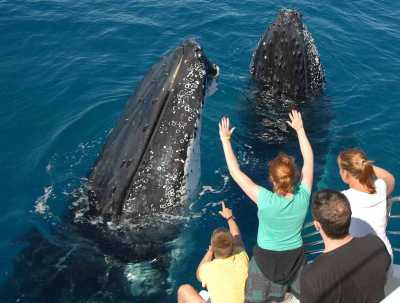 Santo Domingo  Whale watching  Cayo Levantado